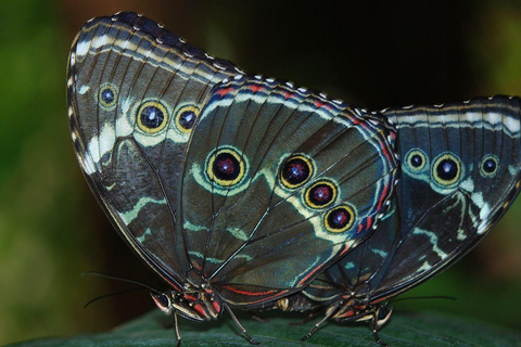 Monteverde Cloud Forest and Butterflies Garden Tour