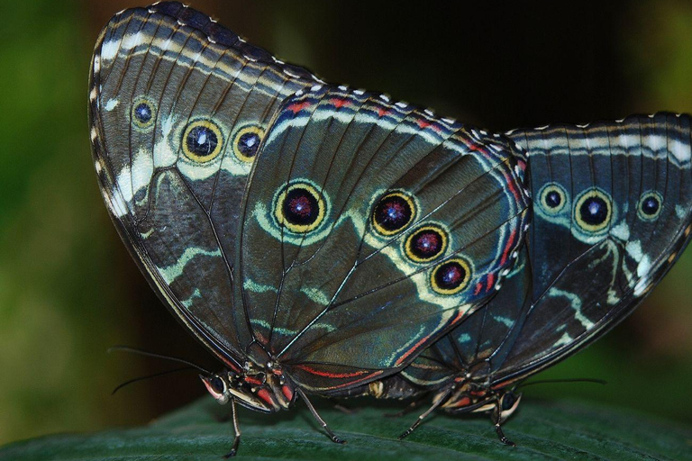 Monteverde Cloud Forest and Butterflies Garden Tour