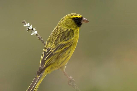 6 hrs Birding and Trekking at Ngong Road Forest Sanctuary -