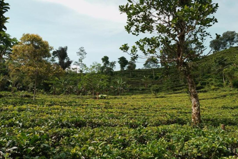 Yogyakarta: Nglinggo Tea Plantation Tour with Pickup