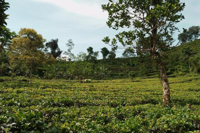 Yogyakarta: Nglinggo Tea Plantation Tour with Pickup