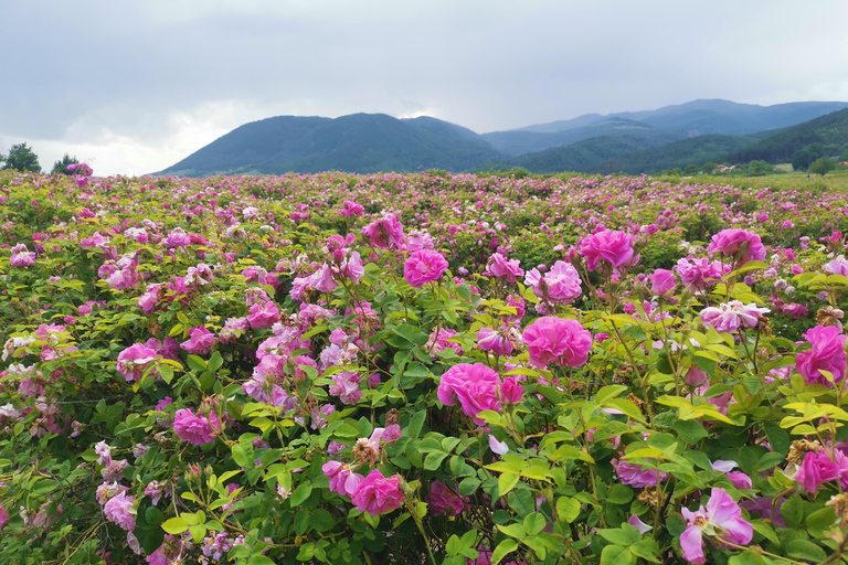 2026 Kazanlak Rose Festival Group Tour Accommodation in triple rooms