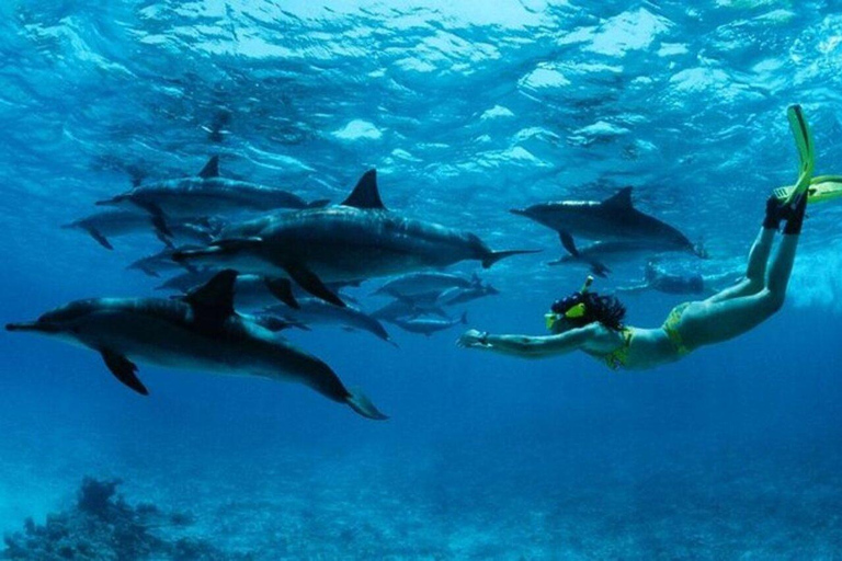 Zanzibar:Mnemba Dolphin Spotting+Aquarium+ Kendwa Beach Escp