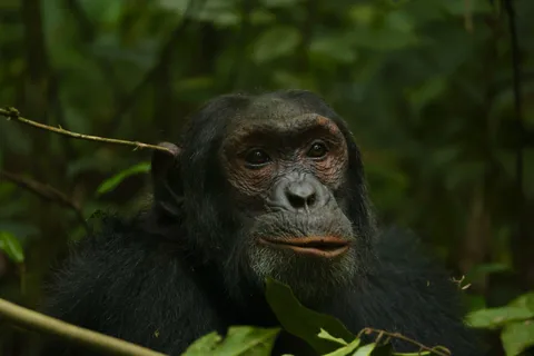 3-Day Queen Elizabeth National Park And Chimpanzee Tracking