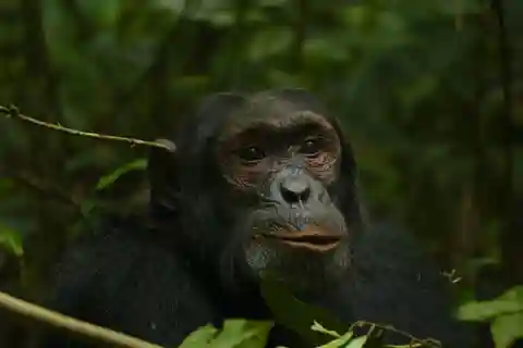 3-Day Queen Elizabeth National Park And Chimpanzee Tracking