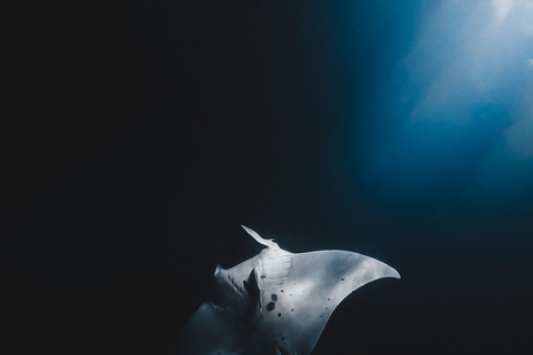 Private Boat Snorkeling Tour Manta Rays, Central Of Komodo