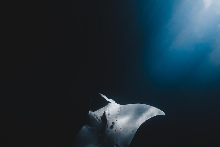 Private Boat Snorkeling Tour Manta Rays, Central Of Komodo