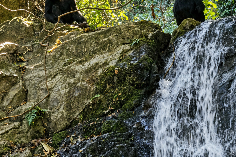From Kigoma: 3-Day Gombe Chimpanzee Trek with Boat Ride Mid-Range 3-Day Gombe Package ( 2 nights )