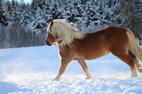 Tromsø: Lyngen Horse Stud Farm Visit