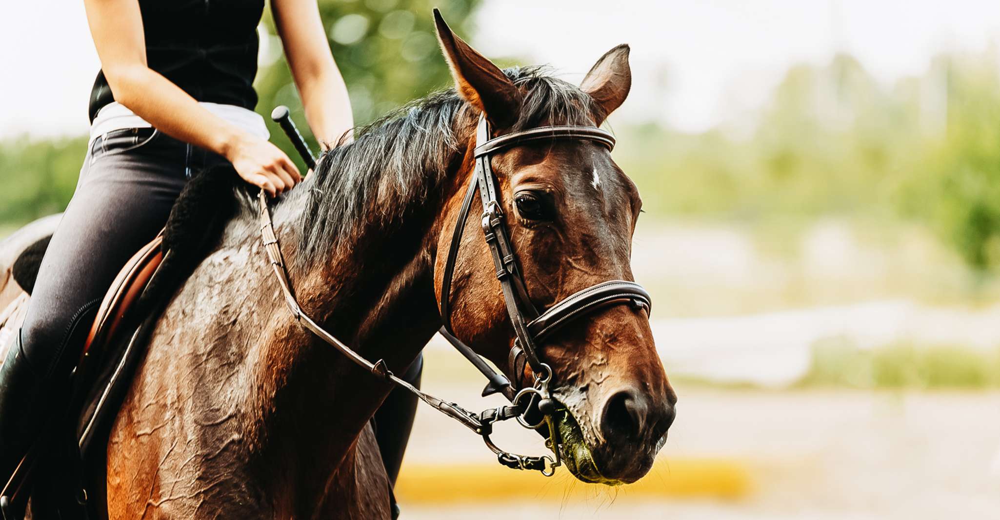 From Carolina, Horse Riding at a Private Ranch - Housity