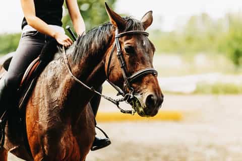 From Carolina: Horse Riding at a Private Ranch