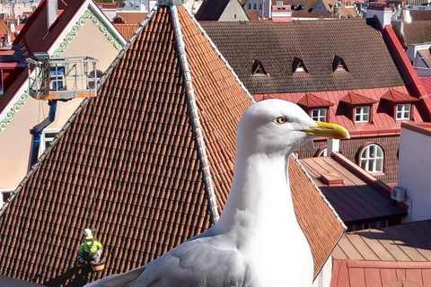 Tallinn : Visite guidée à pied de la ville haute et de la ville basse