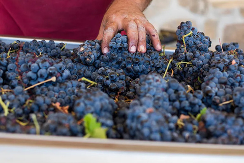 Madrid: Las Moradas de San Martín Winery Tour and Tasting