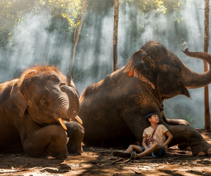 Chiang Mai: Parque Ecológico de Elefantes Kerchor
