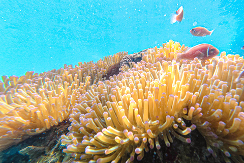 Koh Tao: Snorkel with Turtles at Nangyuan with Fewer Crowds