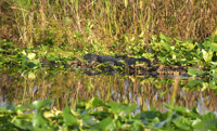 90 minutes de croisière Everglades - Hizvo