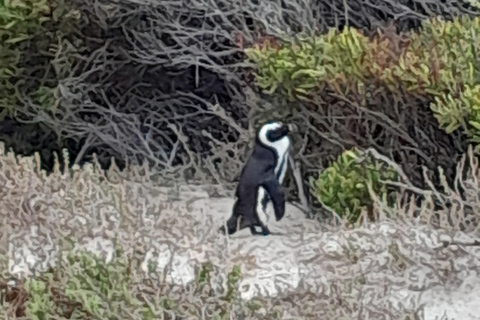 Robben Island, Penguins & Cape of Good Hope Adventure