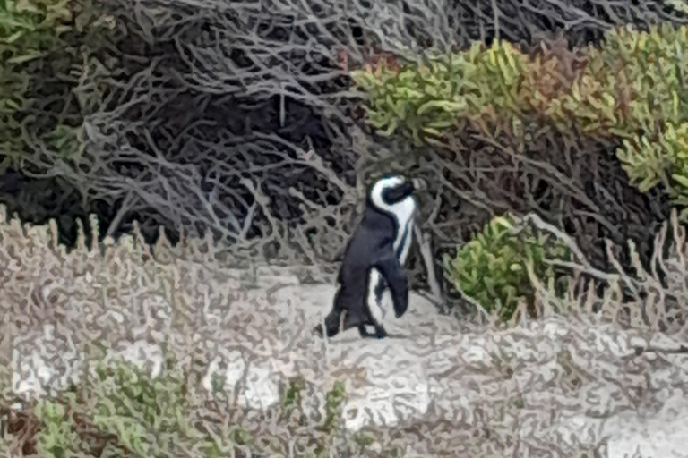 Robben Island, Penguins & Cape of Good Hope Adventure