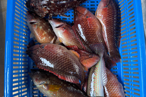 Chagwido Boat Fishing, Dolphin Watching with Local Lunch