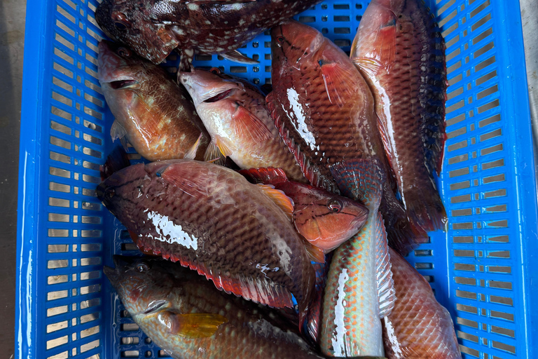 Chagwido Boat Fishing, Dolphin Watching with Local Lunch