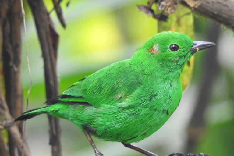 Mindo Cloud Forest Birding Butterflies waterfalls chocolate...