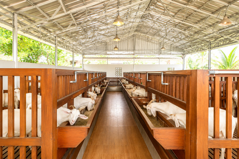Yogyakarta: Goat Farm Experience with Dairy Tasting