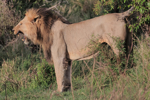 Safari de campismo de 4 dias em Tarangire, Serengeti e Ngorongoro