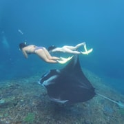Nusa Penida: Snorkeling Manta Point with Turtle & DJI Photos