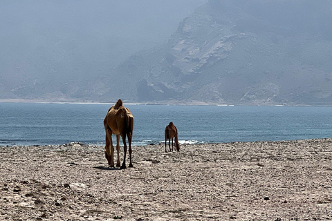 Salalah: Coastal Highway Tour to Fushi Dunes & Hasik Beach