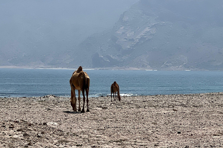 Salalah: Coastal Highway Tour to Fushi Dunes & Hasik Beach