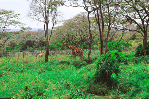 Nairobi National Park, Giraffe Center, Orpanage &amp; Bomas Trip