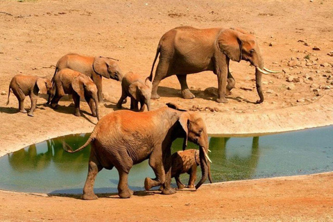 Mombasa/Diani:4 Days Tsavo East, Tsavo West & Amboseli Parks