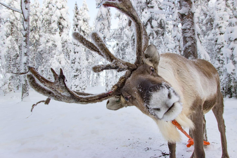 Combo Tour\Husky and Reindeer Sledding Ride in Levi