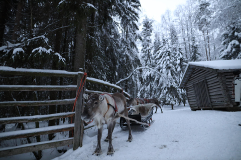 Rovaniemi: Husky and reindeer farm visit with sleigh rides Summer/Autumn Husky and reindeers farms visit