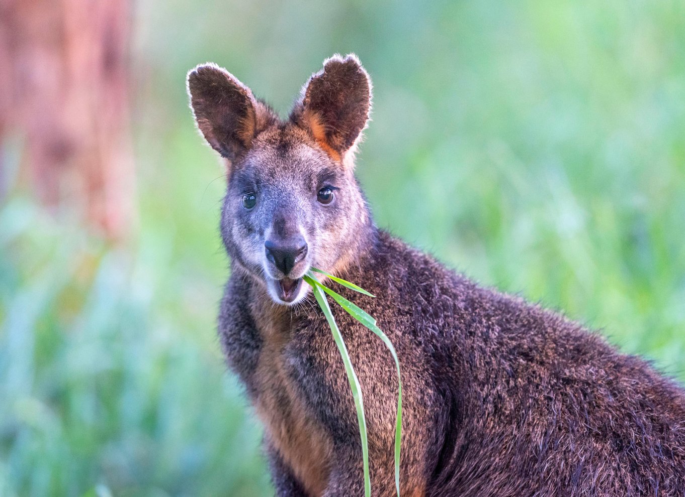 Apollo Bay: Dusk Discovery Great Ocean Road Wildlife Tour