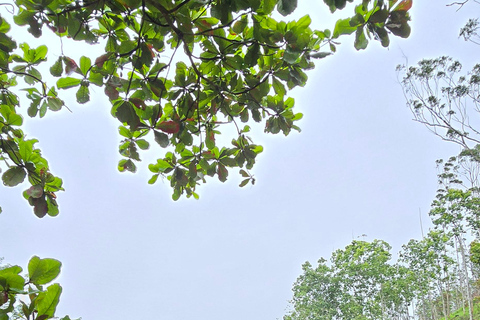 Från Ella: 9 Arch Bridge, Little Adam's Peak och vattenfallsturFrån Ella: 9arch bridge, little Adam'speak &amp; Waterfalls tur