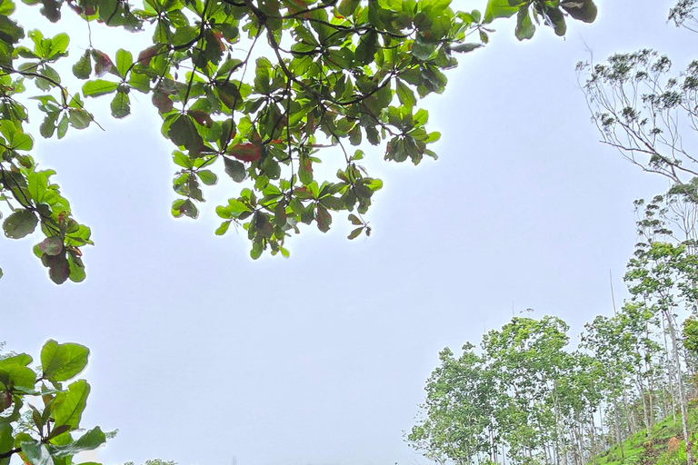 Från Ella: 9 Arch Bridge, Little Adam's Peak och vattenfallsturFrån Ella: 9arch bridge, little Adam'speak &amp; Waterfalls tur