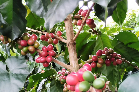 MEDELLIN: DAWN GARDEN TOUR WITH VISIT TO BETANIA - 2 DAYS AND 1 NIGHT