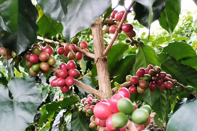 MEDELLIN: DAWN GARDEN TOUR WITH VISIT TO BETANIA - 2 DAYS AND 1 NIGHT