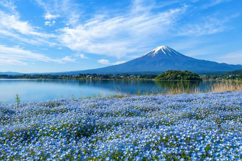 Tokyo: Mt. Fuji One-Day Private Customizable Luxury Tour Tokyo: Mt. Fuji One-Day Private Tour in Luxury Lexus