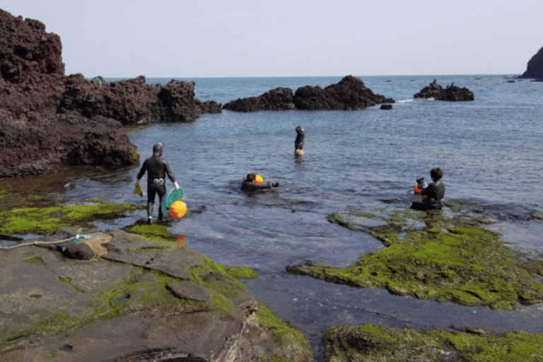 Jeju: Winter East Snow, Camellia, Tangerine Picking Tour