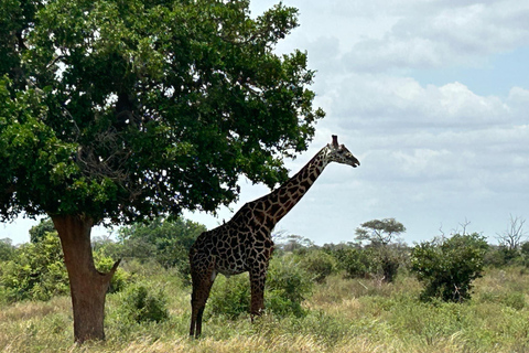 Mombasa: 3-Day Tsavo East/West & Kilimanjaro Views Safari