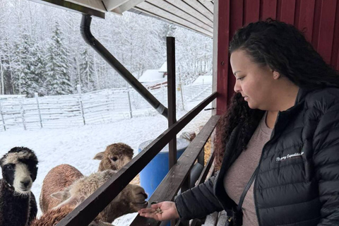 Helsinki: Alpaca Farm Tour with Guided Walk