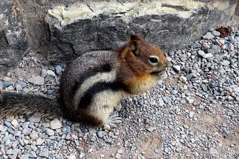 Private Day Tour - Lake Moraine,Louise,Peyto+Johnston Canyon private mini bus 14