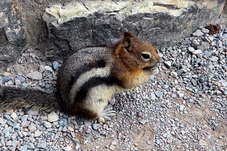 Private Day Tour - Lake Moraine,Louise,Peyto+Johnston Canyon private mini bus 14