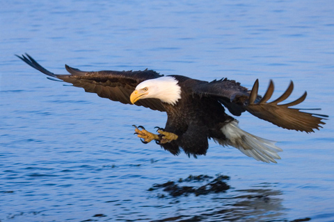 Savannah River Marsh: la tua indimenticabile avventura in crociera!