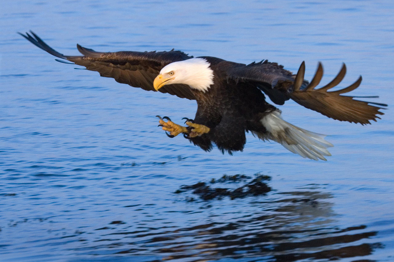 Savannah River Marsh: la tua indimenticabile avventura in crociera!