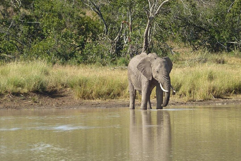 Nairobi: Ol Pejeta Conservancy Day Trip with Game Drives