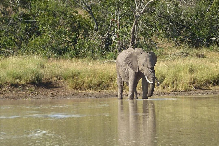 Nairobi: Ol Pejeta Conservancy Day Trip with Game Drives