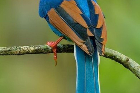 Muthurajawela Bird Watching Boat Tour & Colombo City Tour Tour from Bentota, Ahungalla, Hikkaduwa